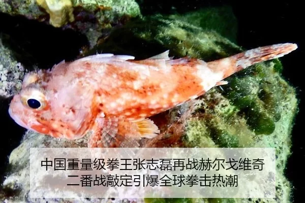 中国重量级拳王张志磊再战赫尔戈维奇 二番战敲定引爆全球拳击热潮